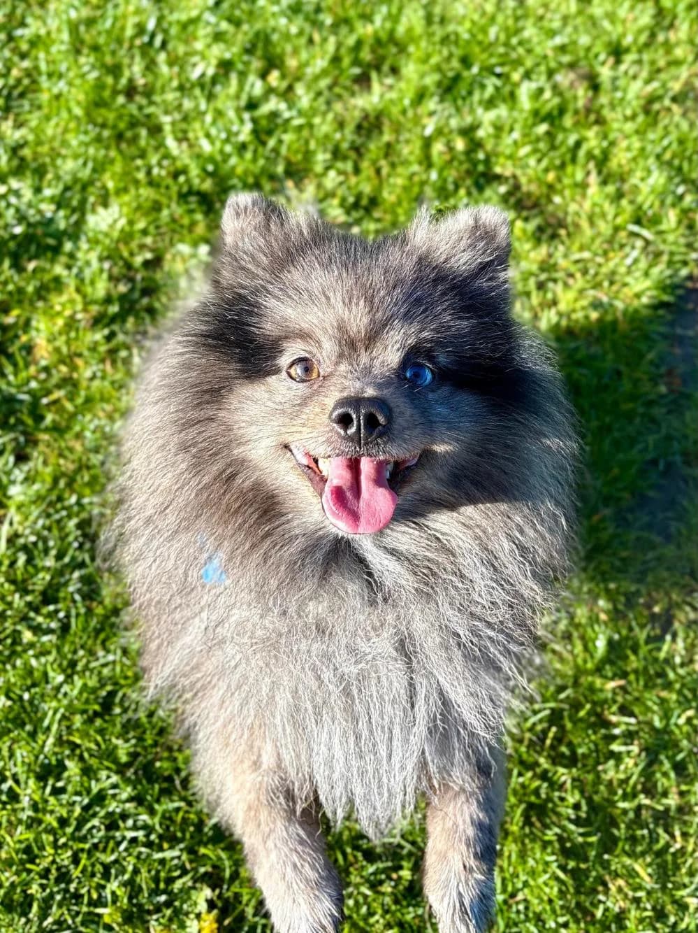 Rocket
                    available, male Pomeranian for adoption at National Animal Welfare Trust, Watford photo 3