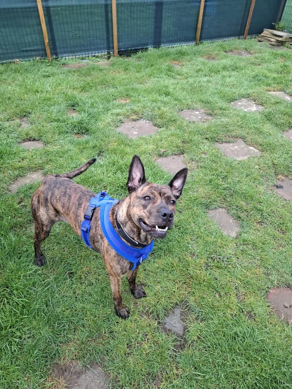 Holly
                    available, female Staffordshire Bull Terrier for adoption at National Animal Welfare Trust, Watford — photo 2 of 5
