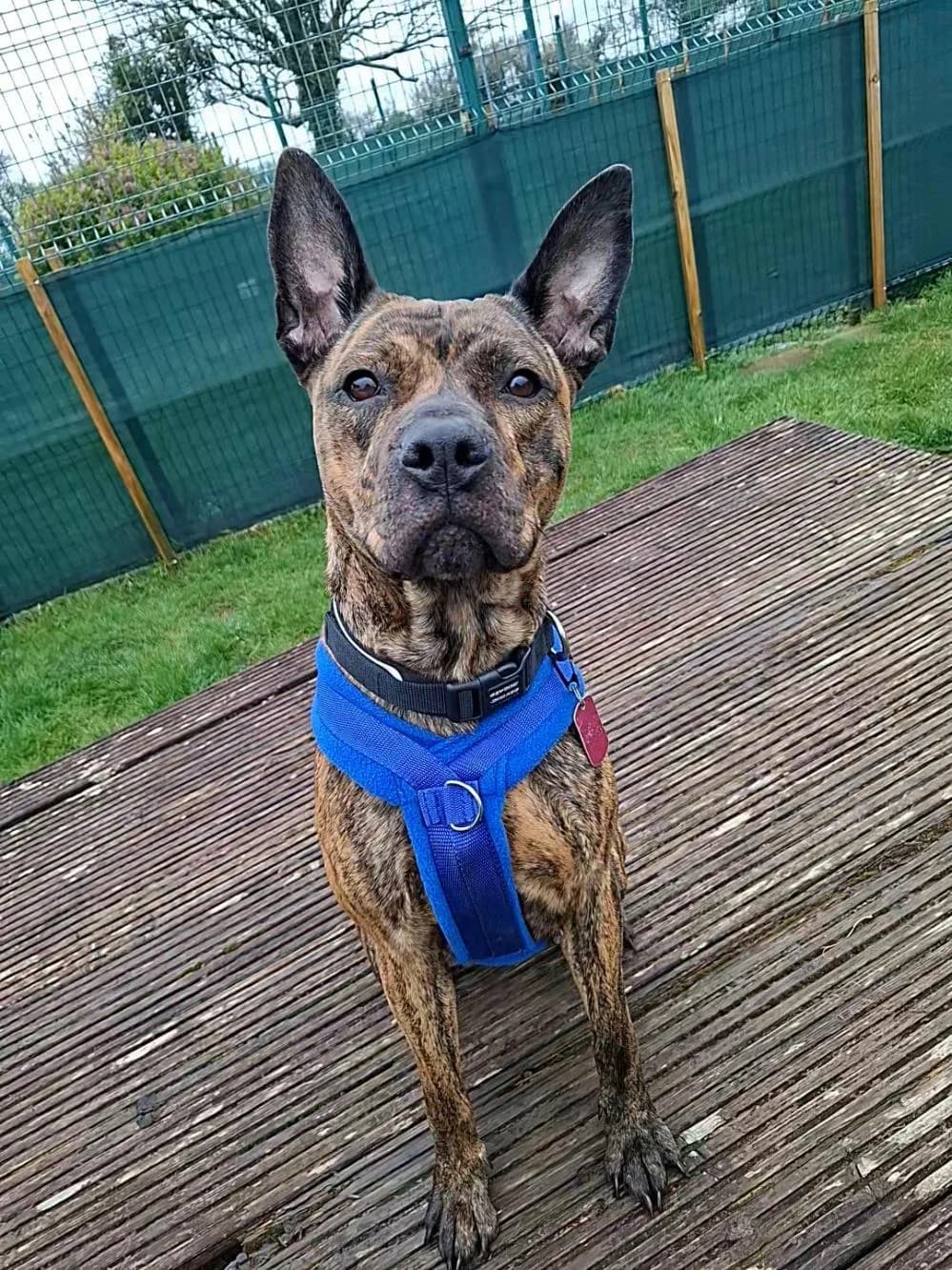 Holly
                    available, female Staffordshire Bull Terrier for adoption at National Animal Welfare Trust, Watford — photo 3 of 5