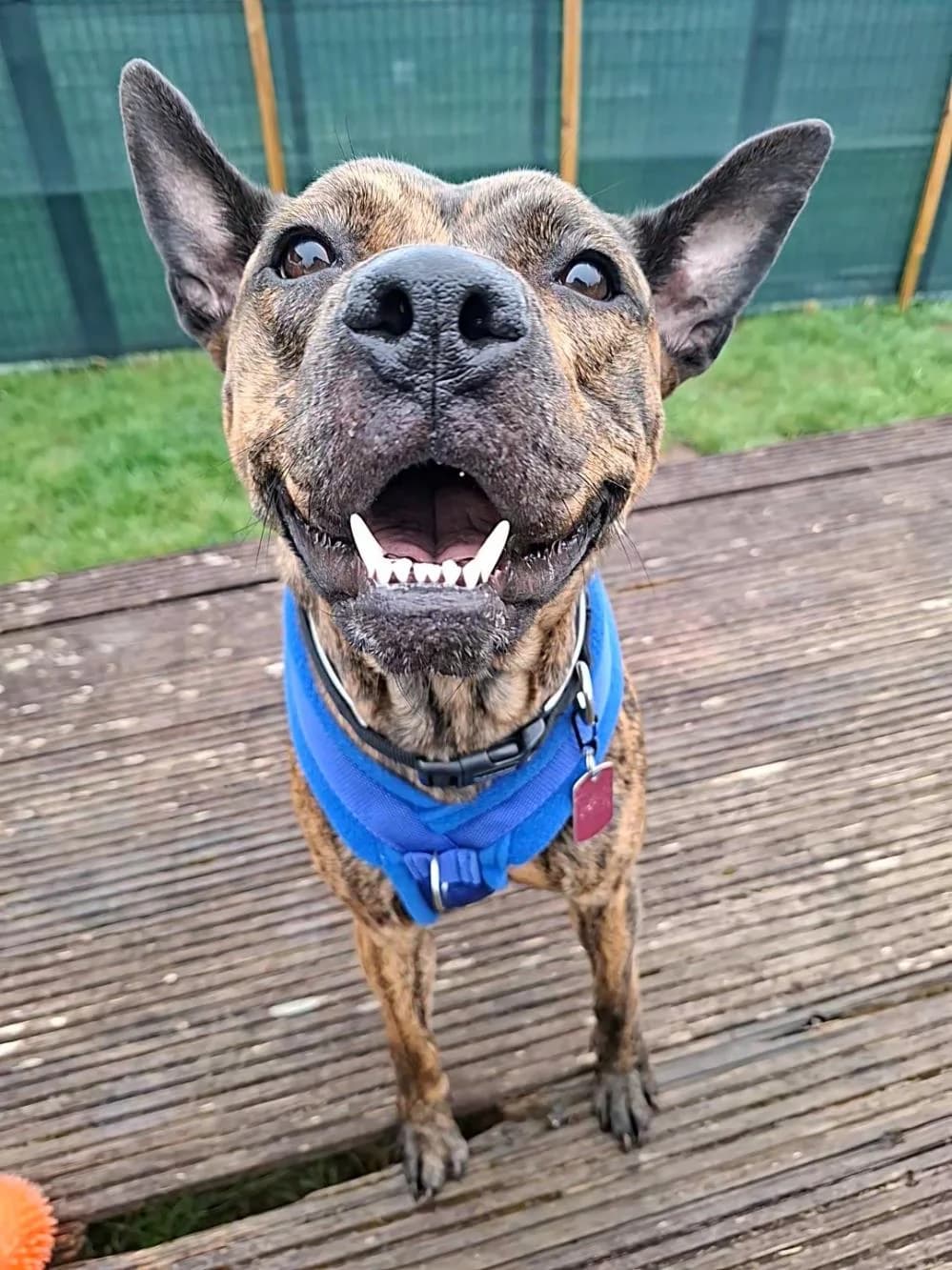 Holly
                    available, female Staffordshire Bull Terrier for adoption at National Animal Welfare Trust, Watford — photo 4 of 5