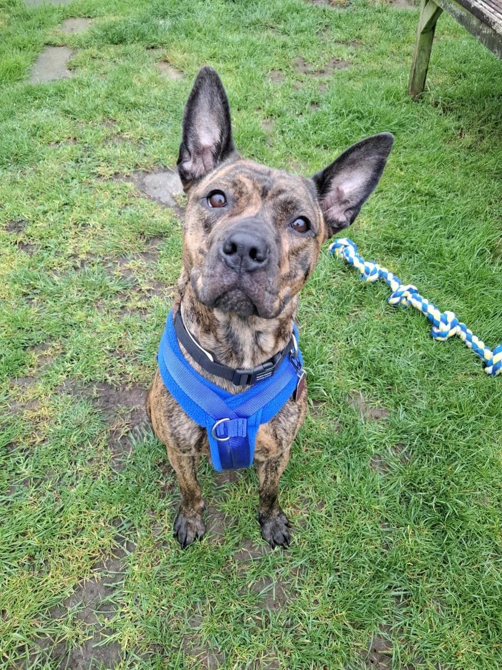 Holly
                    available, female Staffordshire Bull Terrier for adoption at National Animal Welfare Trust, Watford — photo 5 of 5