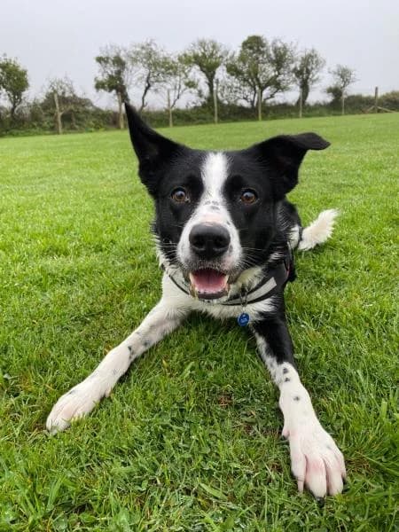 Leon
                    available, male Border Collie for adoption at National Animal Welfare Trust, Watford