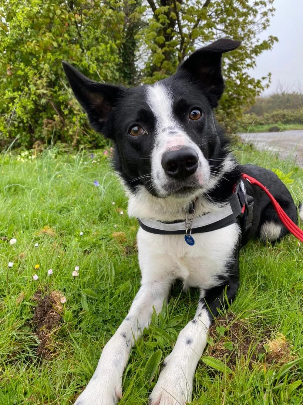 Leon
                    available, male Border Collie for adoption at National Animal Welfare Trust, Watford — photo 2 of 4
