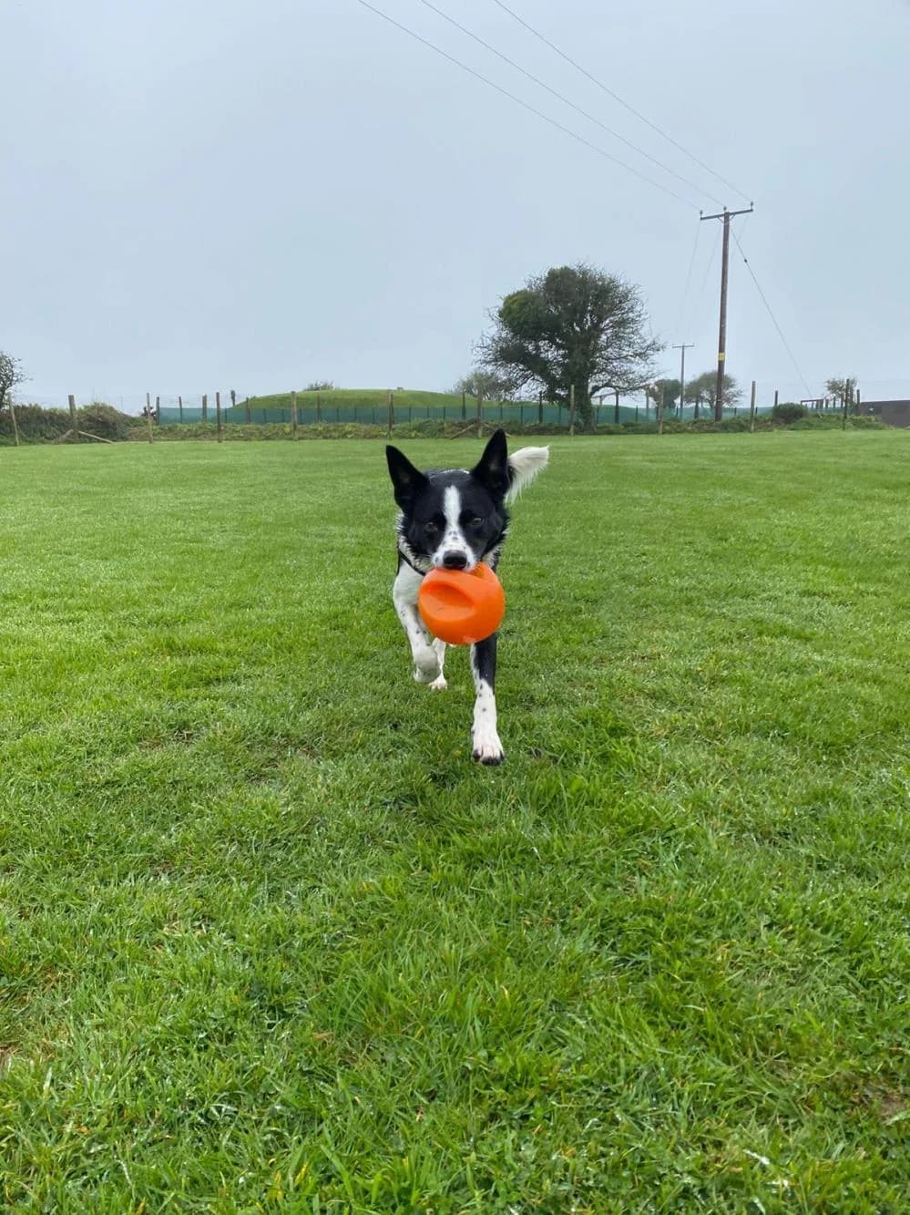 Leon
                    available, male Border Collie for adoption at National Animal Welfare Trust, Watford — photo 4 of 4