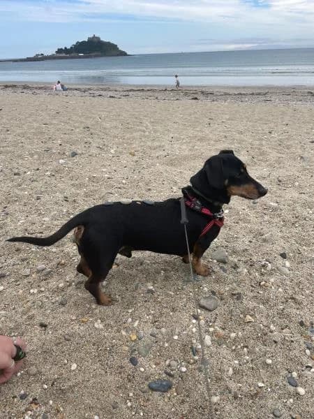 Harley available, male senior mixed breed for adoption at National Animal Welfare Trust, Watford