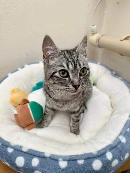 Slate (& Barley) available, male puppy Mixed Breed Cat for adoption at National Animal Welfare Trust, Watford