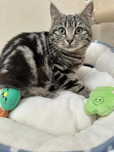 Barley (& Slate) available, male puppy Mixed Breed Cat for adoption at National Animal Welfare Trust, Watford