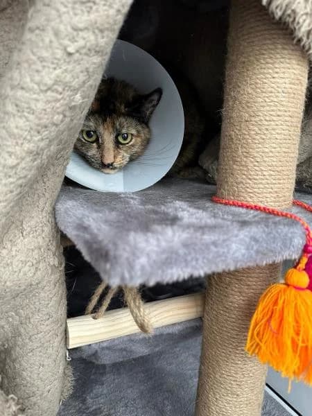 Sparkle
                    available, female 6yo Mixed Breed Cat for adoption at National Animal Welfare Trust, Watford