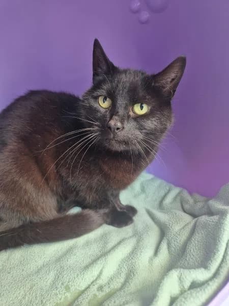 Elsa
                    available, female senior Mixed Breed Cat for adoption at National Animal Welfare Trust, Watford