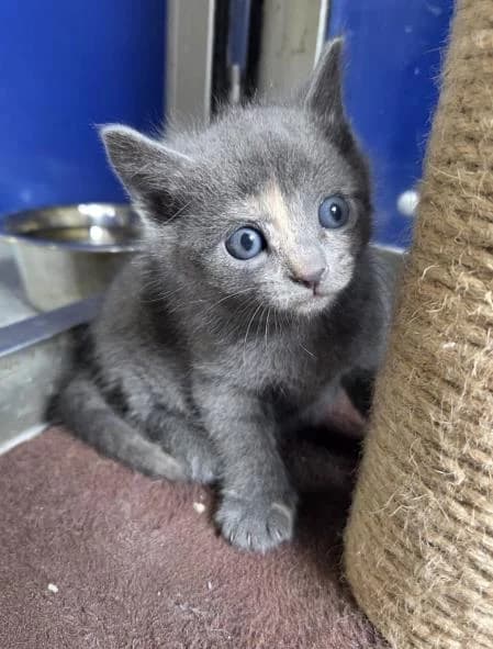 Pearl
                    reserved, female puppy Mixed Breed Cat for adoption at National Animal Welfare Trust, Watford