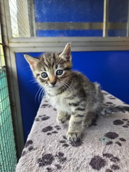 Maple
                    reserved, female puppy Mixed Breed Cat for adoption at National Animal Welfare Trust, Watford