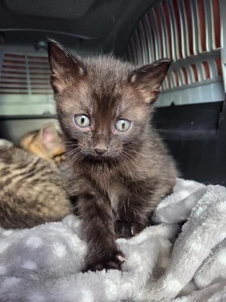 Syrup
                    reserved, female puppy Mixed Breed Cat for adoption at National Animal Welfare Trust, Watford