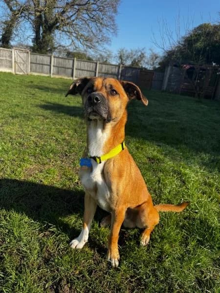 Ralphie
                    available, male 4yo Mixed Breed for adoption at National Animal Welfare Trust, Watford