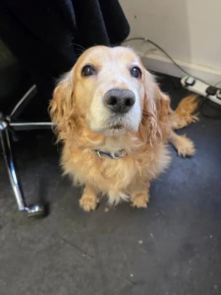 Daisy
                    available, female senior Cocker Spaniel for adoption at National Animal Welfare Trust, Watford