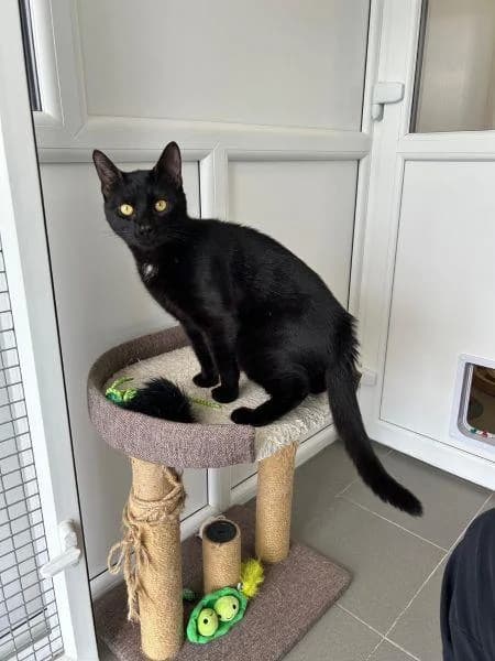 Bambi
                    available, male puppy mixed breed for adoption at National Animal Welfare Trust, Watford