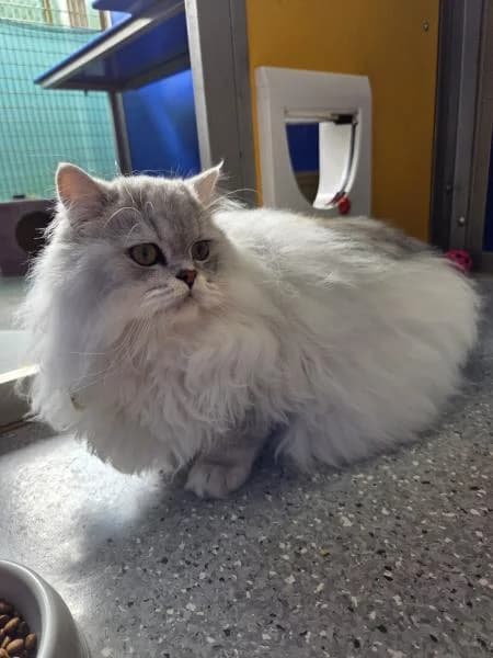 Eli
                    available, male puppy Persian for adoption at National Animal Welfare Trust, Watford