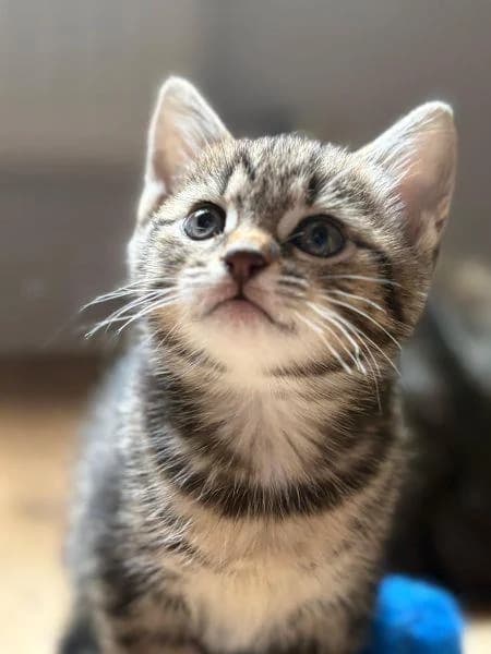 May
                    reserved, female puppy Mixed Breed Cat for adoption at National Animal Welfare Trust, Watford