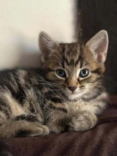 Marnie
                    reserved, female puppy Mixed Breed Cat for adoption at National Animal Welfare Trust, Watford