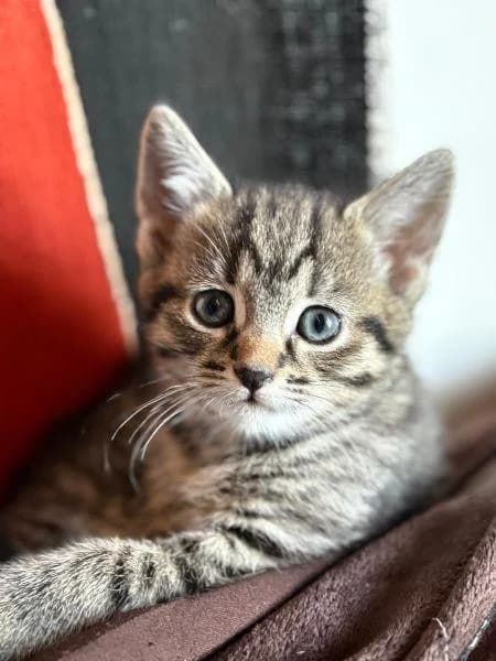 Misty
                    reserved, female puppy Mixed Breed Cat for adoption at National Animal Welfare Trust, Watford