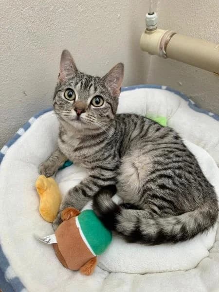 Rye (& Flint)
                    reserved, male puppy Mixed Breed Cat for adoption at National Animal Welfare Trust, Watford