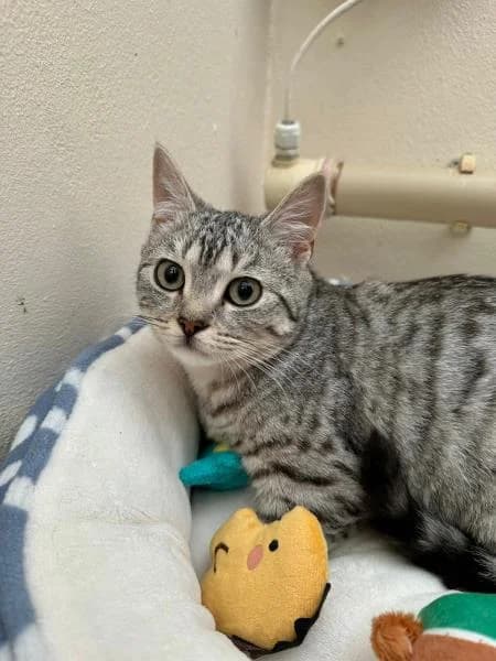 Flint (& Rye)
                    reserved, male puppy Mixed Breed Cat for adoption at National Animal Welfare Trust, Watford