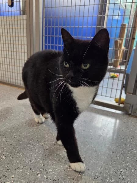 Lola
                    available, female senior Mixed Breed Cat for adoption at National Animal Welfare Trust, Watford