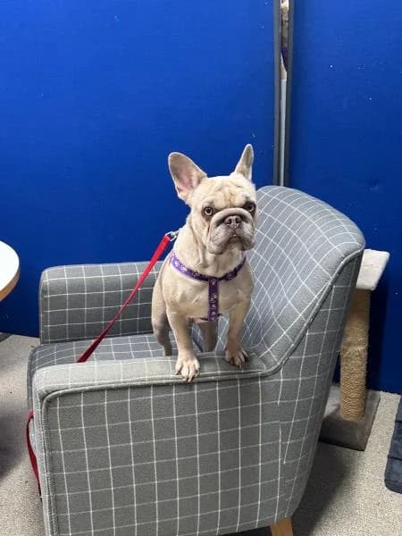 Roxie
                    available, female 4yo English Bulldog for adoption at National Animal Welfare Trust, Watford