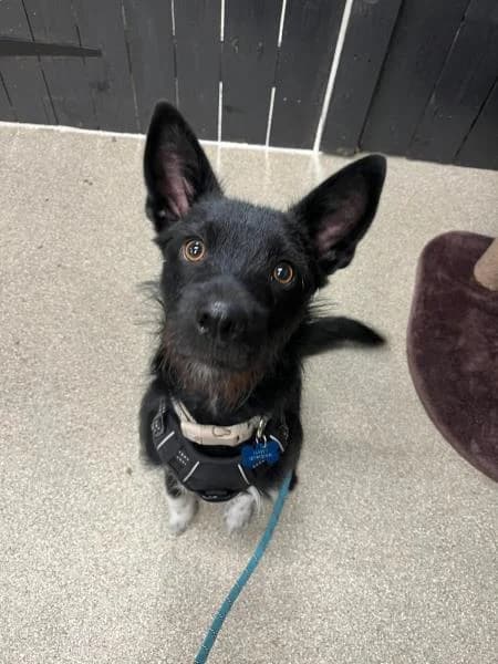 Ronnie
                    available, male young Mixed Breed for adoption at National Animal Welfare Trust, Watford