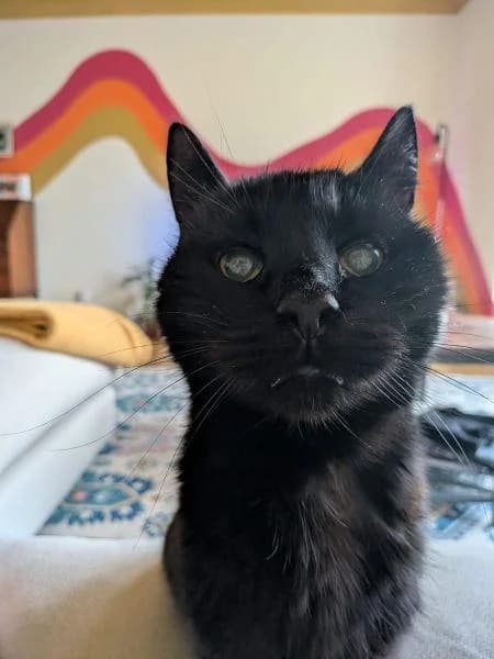 Skipper
                    available, male senior Mixed Breed Cat for adoption at National Animal Welfare Trust, Watford