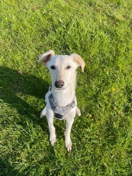 Sunny
                    available, male puppy Lurcher for adoption at National Animal Welfare Trust, Watford