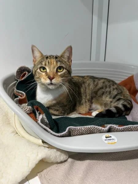Ophelia
                    available, female young Mixed Breed Cat for adoption at National Animal Welfare Trust, Watford