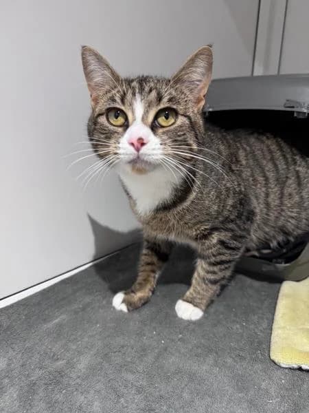 Bee available, female young Mixed Breed Cat for adoption at National Animal Welfare Trust, Watford