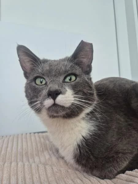 Oscar
                    available, male 3yo Mixed Breed Cat for adoption at National Animal Welfare Trust, Watford