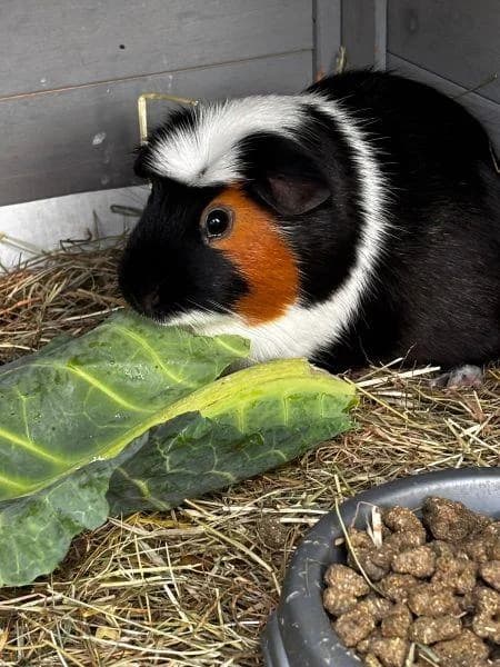 Fern (with Clover)
                    available, female young Guinea Pig for adoption at National Animal Welfare Trust, Watford