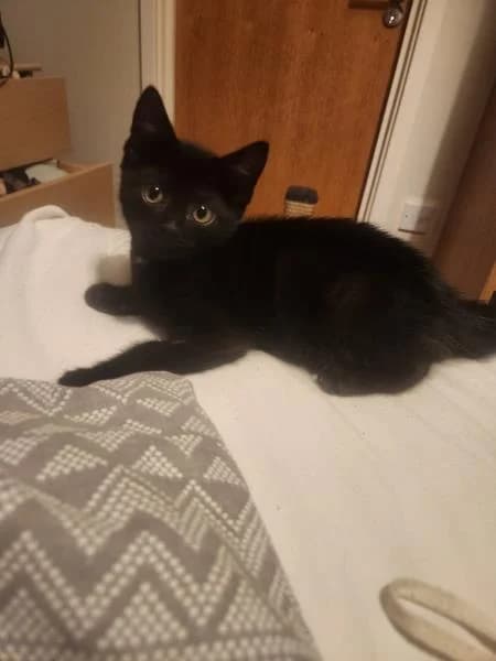 Fang
                    available, male puppy Mixed Breed Cat for adoption at National Animal Welfare Trust, Watford