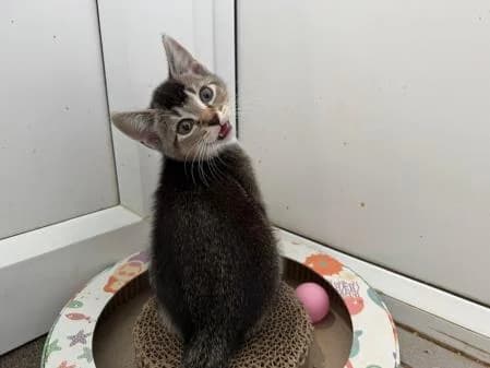Riddle (& Haiku)
                    available,  puppy Mixed Breed Cat for adoption at National Animal Welfare Trust, Watford