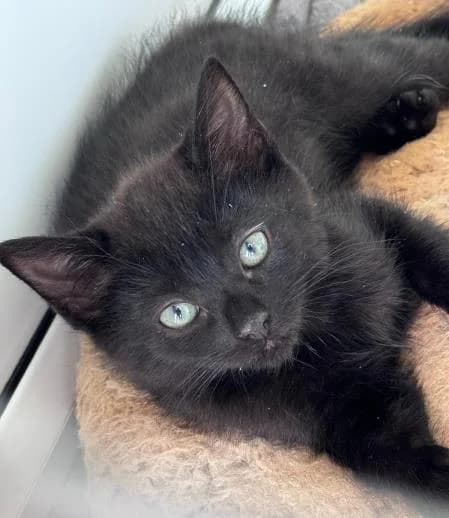 Alabama (& Dakota) available, female puppy Mixed Breed Cat for adoption at National Animal Welfare Trust, Watford