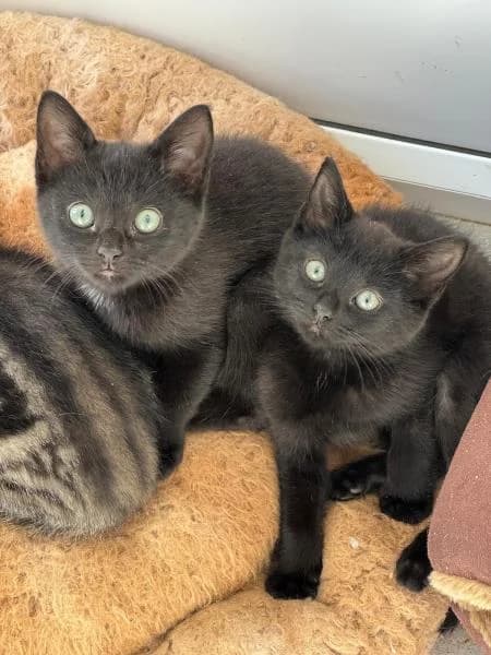Dakota (& Alabama) available, female puppy Mixed Breed Cat for adoption at National Animal Welfare Trust, Watford