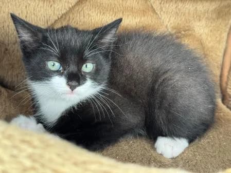 Maine (& Idaho) available, male puppy Mixed Breed Cat for adoption at National Animal Welfare Trust, Watford