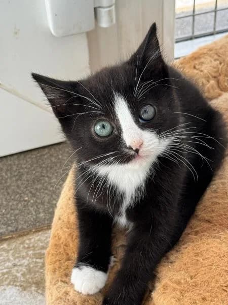 Idaho (& Maine) available, male puppy Mixed Breed Cat for adoption at National Animal Welfare Trust, Watford