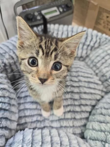 Cloud (& Skye)
                    available, female puppy Mixed Breed Cat for adoption at National Animal Welfare Trust, Watford