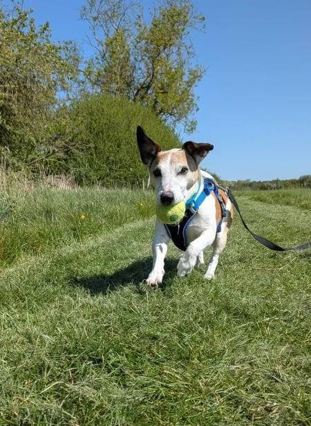 Stanley available, male senior Jack Russell Terrier for adoption at National Animal Welfare Trust, Watford