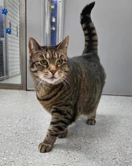 Bridget available, female senior Mixed Breed Cat for adoption at National Animal Welfare Trust, Watford