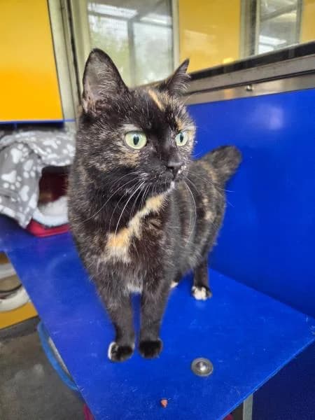 Rocket
                    available, female senior Mixed Breed Cat for adoption at National Animal Welfare Trust, Watford
