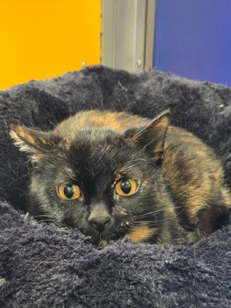 Vader
                    available, female young Mixed Breed Cat for adoption at National Animal Welfare Trust, Watford