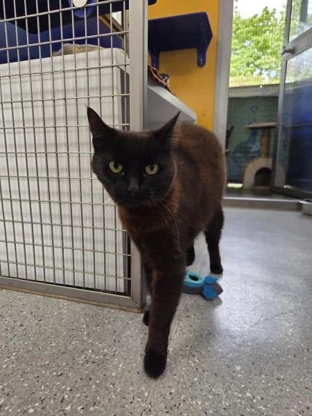 Olive available, female 7yo Mixed Breed Cat for adoption at National Animal Welfare Trust, Watford