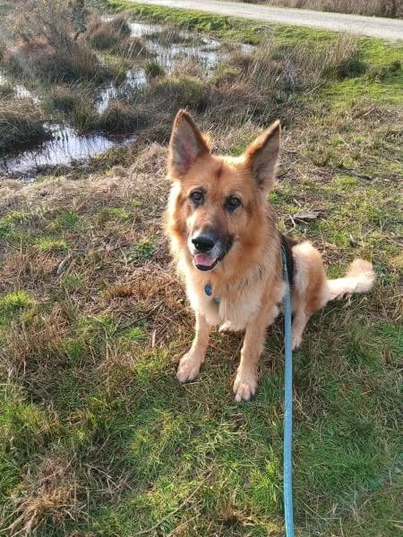 Fleur available, female senior German Shepherd for adoption at National Animal Welfare Trust, Watford