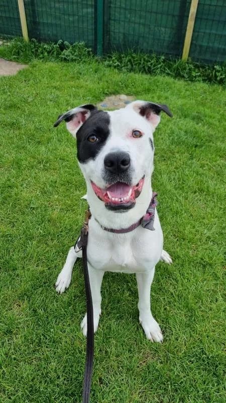 Lilly available, female puppy Mixed Breed for adoption at National Animal Welfare Trust, Watford