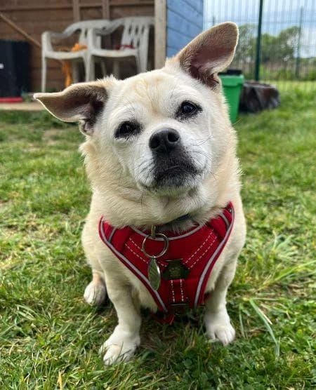 Coco available, female senior mixed breed for adoption at National Animal Welfare Trust, Watford
