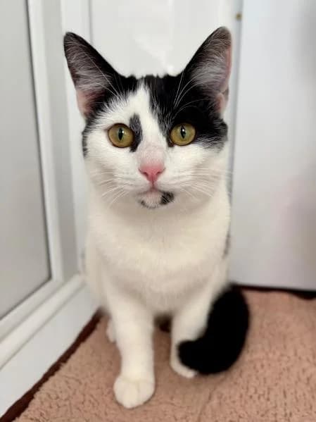 Haze, female young Mixed Breed Cat for adoption at National Animal Welfare Trust, Watford